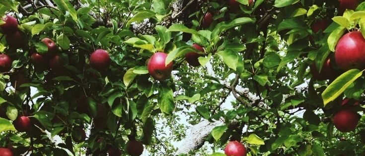 An apple in a day keeps doctor away: Apples of Kashmir.