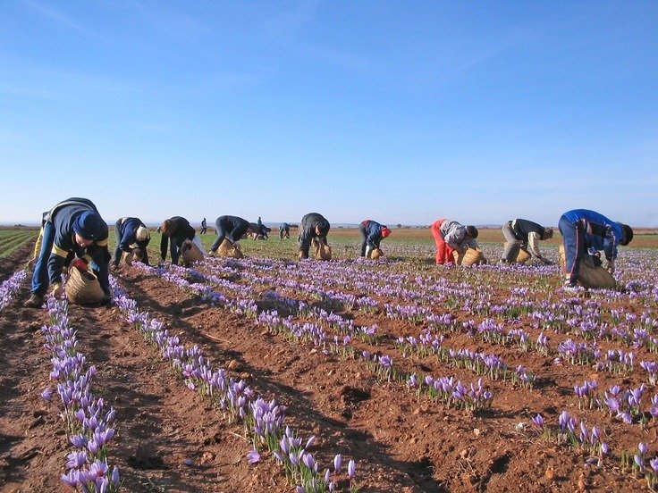 Saffron- the “Red Gold’ of Kashmir