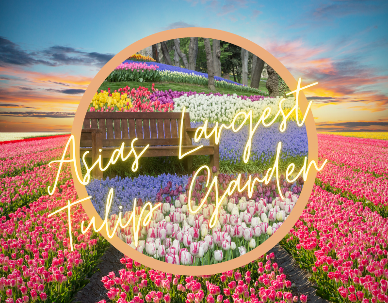 asias tulip garden